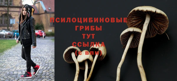 стаф Вязьма