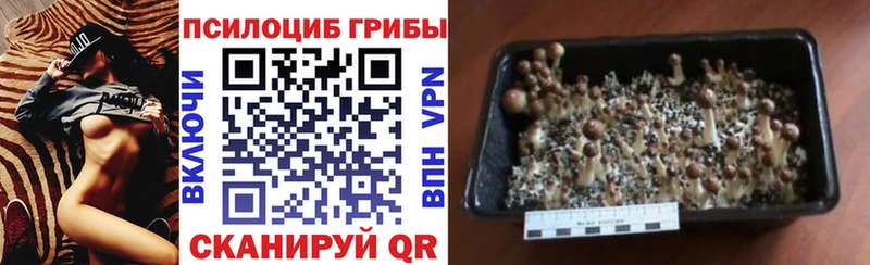 Галлюциногенные грибы GOLDEN TEACHER  Мезень 